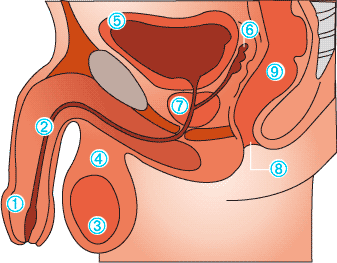 Die Prostata - Anatomie der Prostata